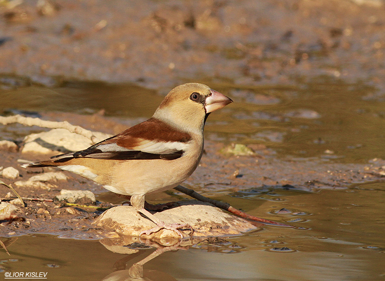 Hawfinch  Coccothraustes coccothraustes   Wadi Meitzar ,Golan heights , 02-01-13 Lior Kislev